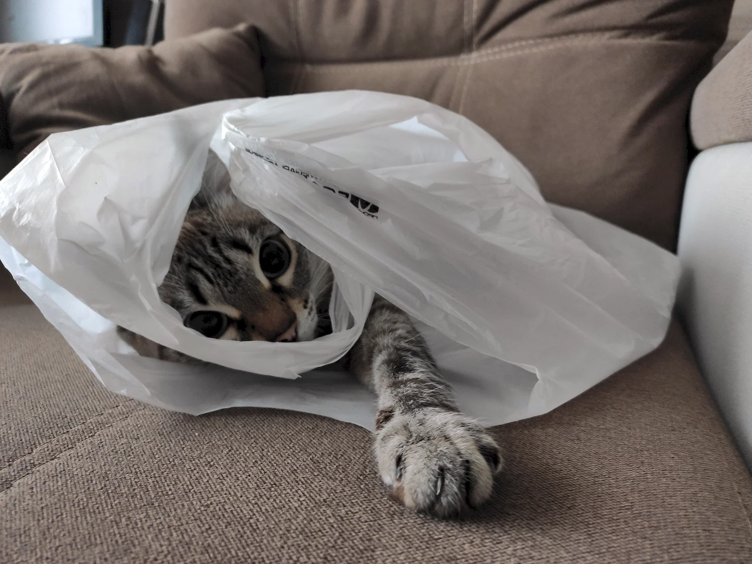 Серый кот в пакете