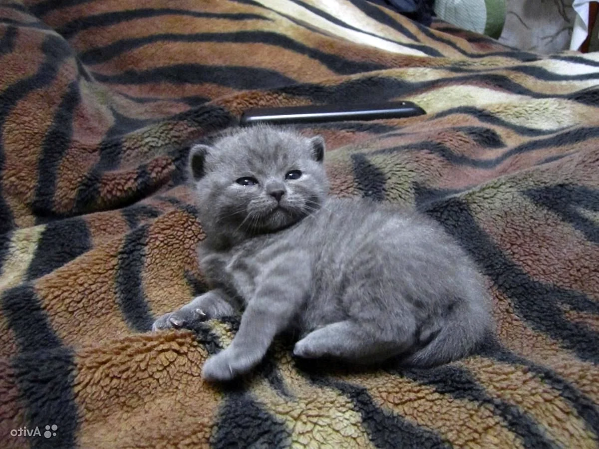 Серый котенок шотландец