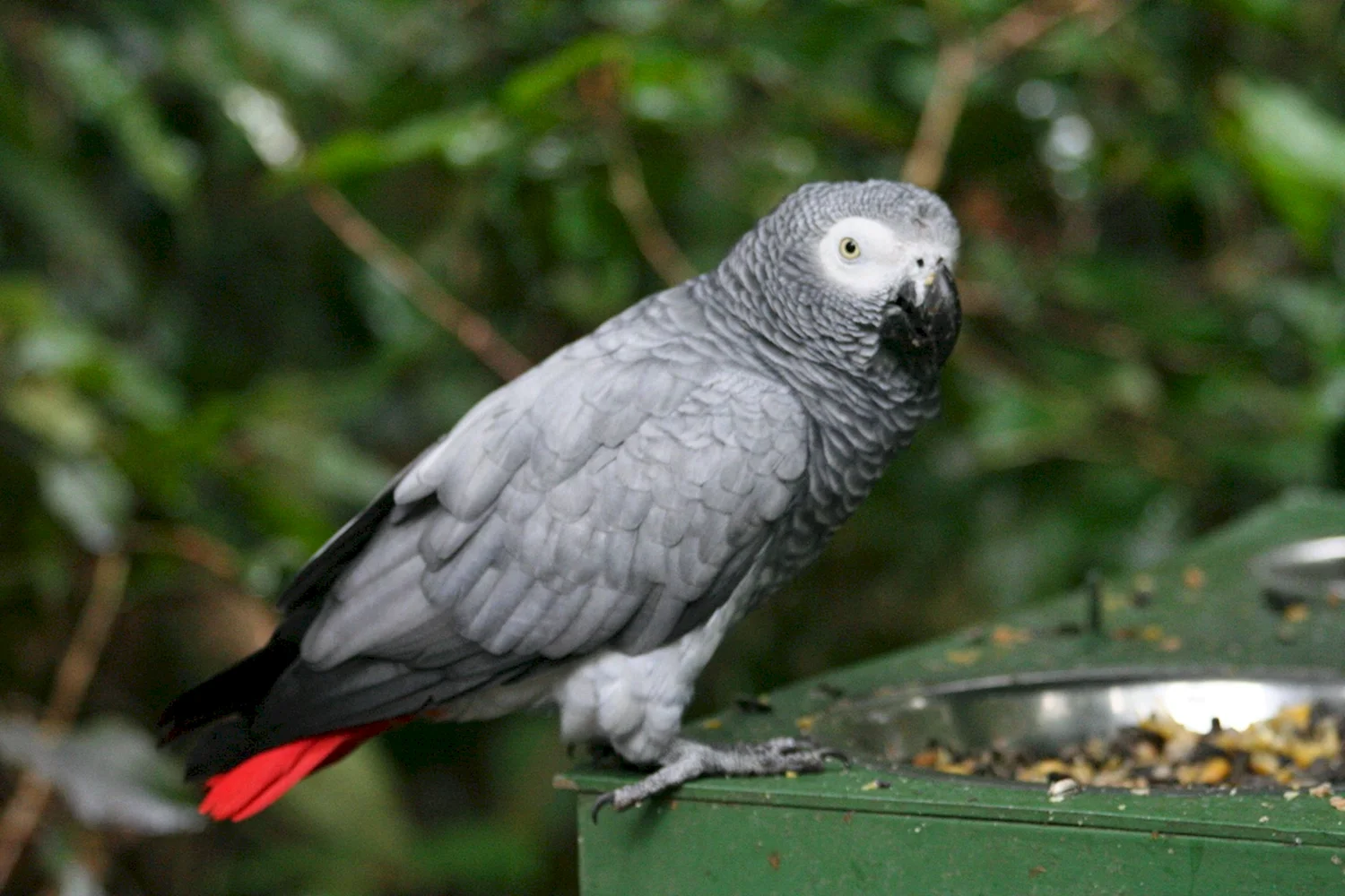 Серый краснохвостый попугай жако