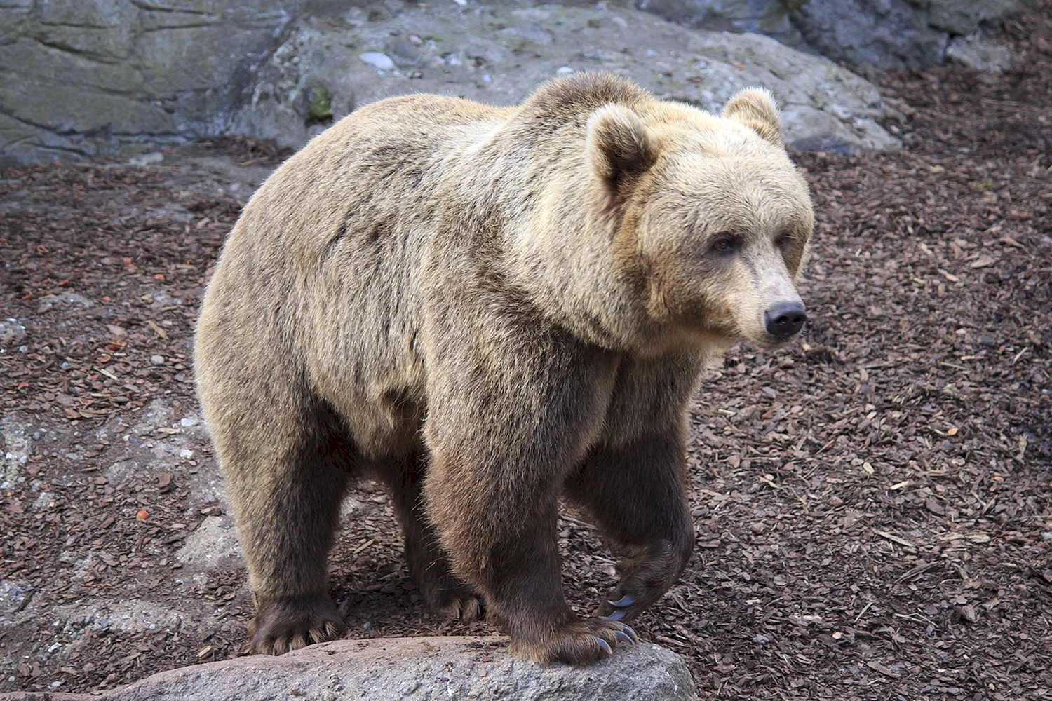 Серый медведь Гризли