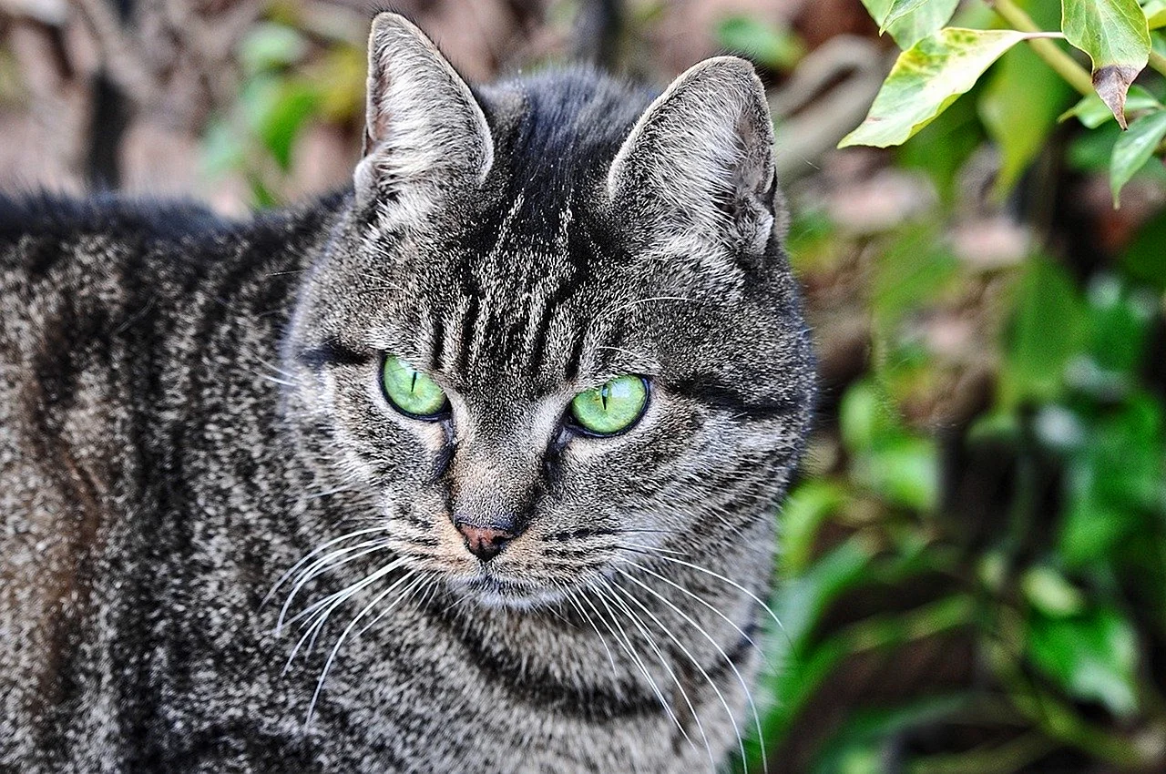 Серый полосатый кот порода