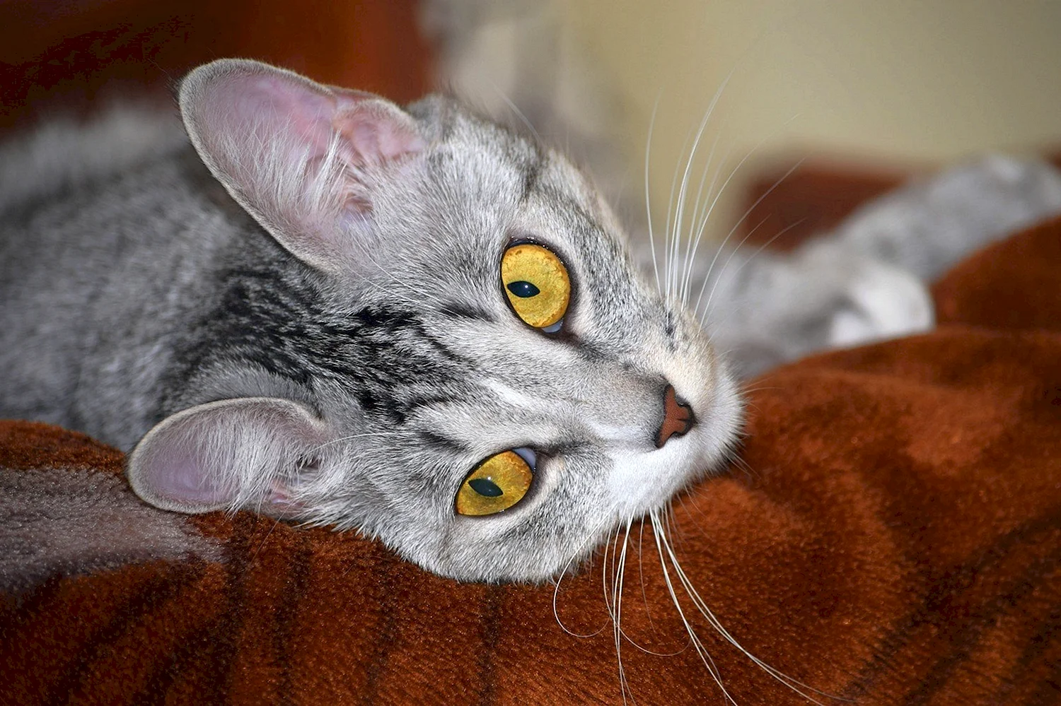 Серый полосатый кот с желтыми глазами