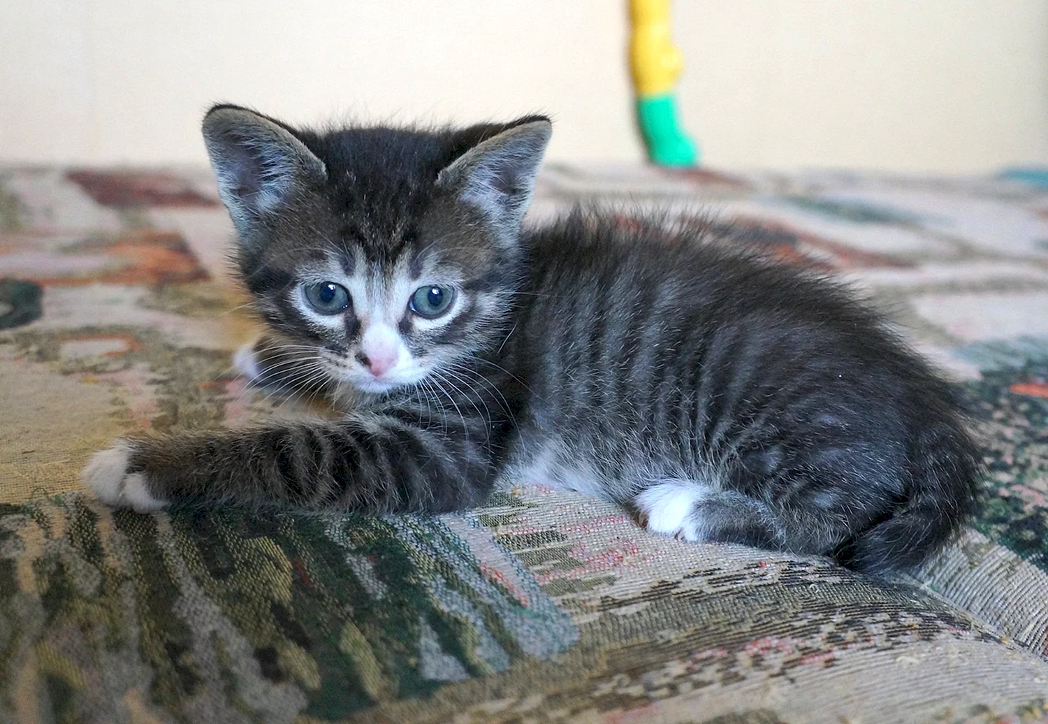 Серый полосатый котёнок