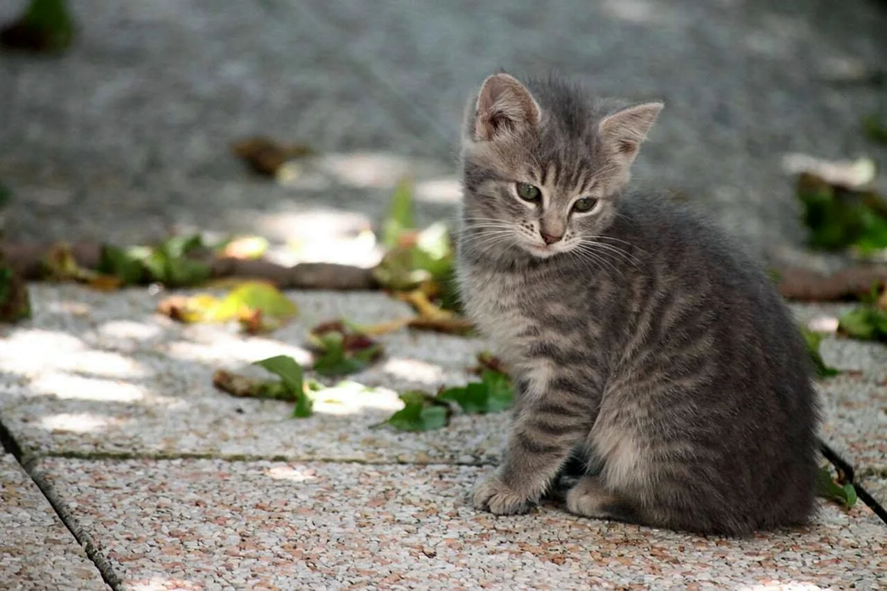 Серый полосатый котёнок
