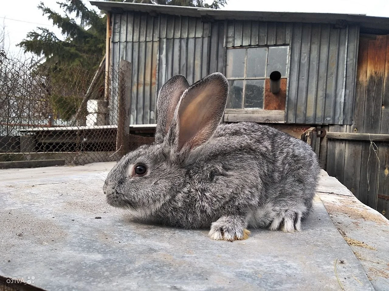 Серый великан кролик