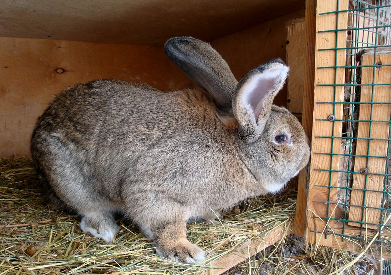 Серый великан порода кроликов