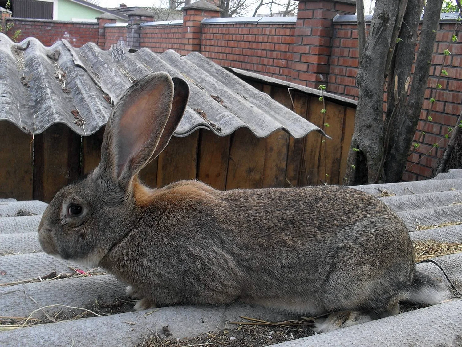 Серый великан порода кроликов