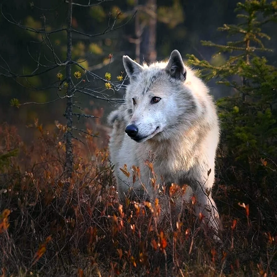Серый волк canis Lupus