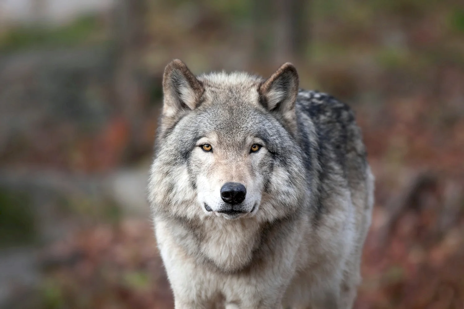 «Серый волк» (Сары Буре)