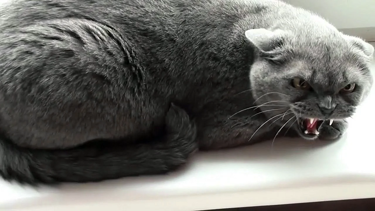 Серый вредный кот