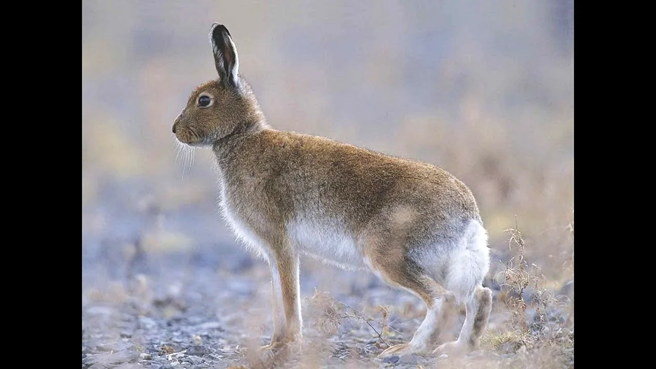 Серый заяц-Русак