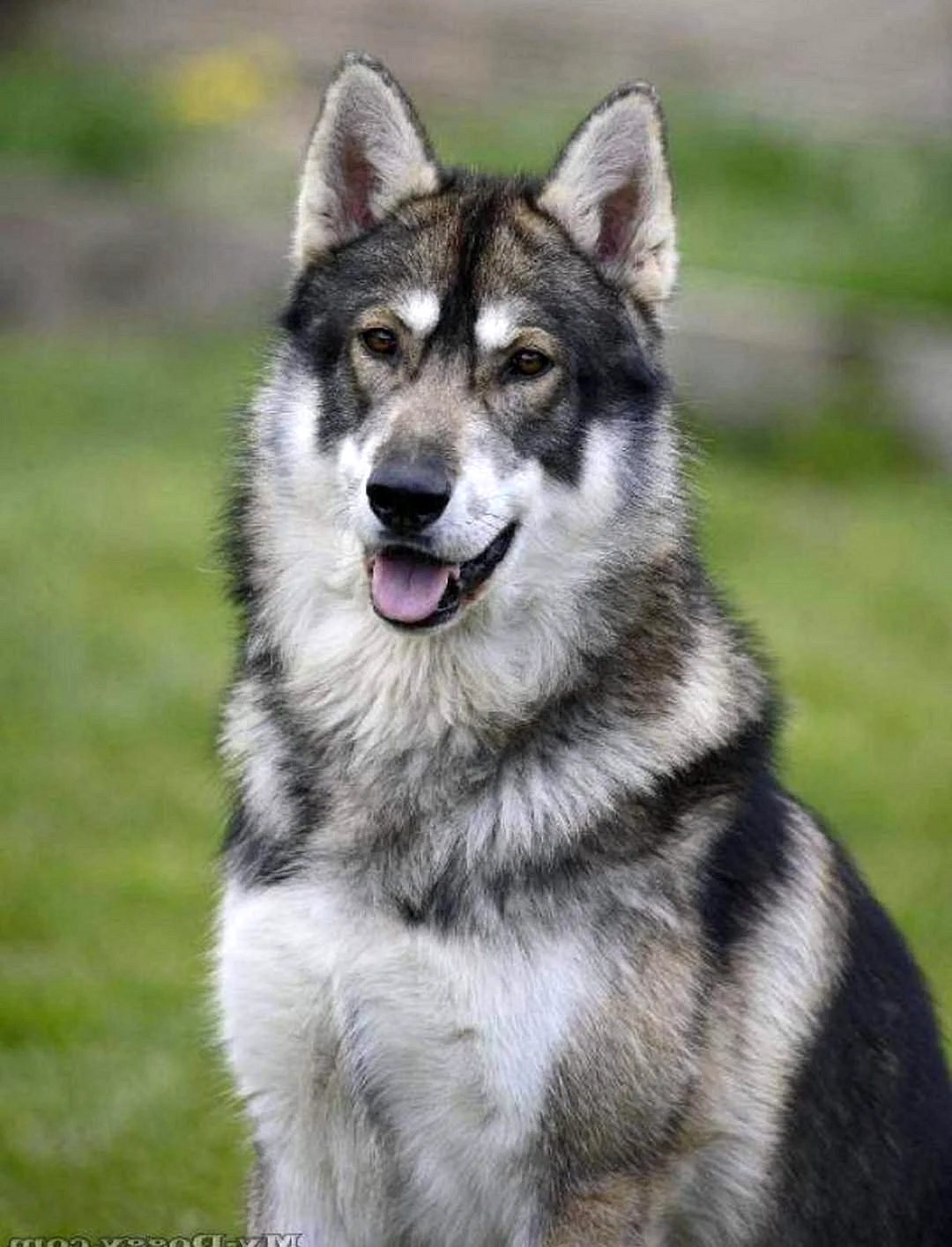 Северный инуит порода собак