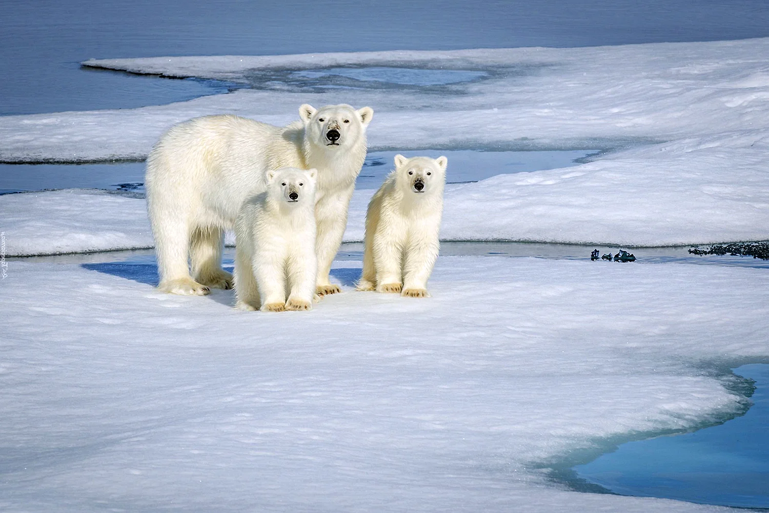 Северный полюс белые медведи