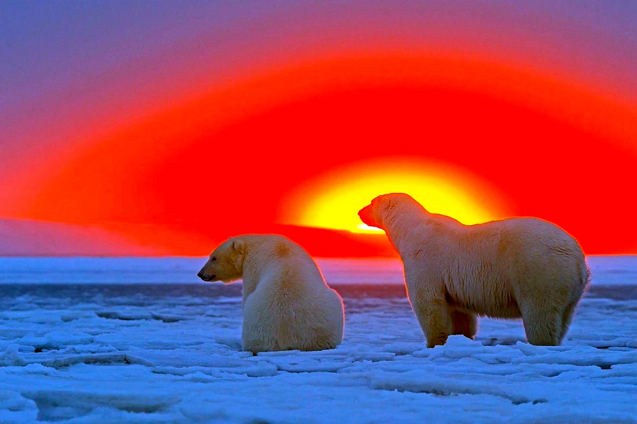 Северный полюс Северное сияние белый медведь