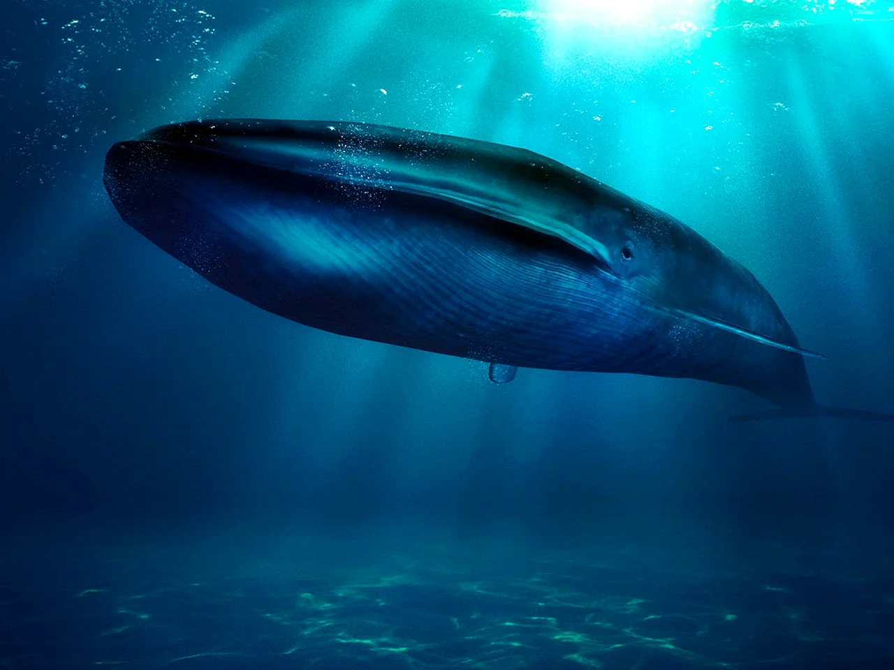 Северный синий кит