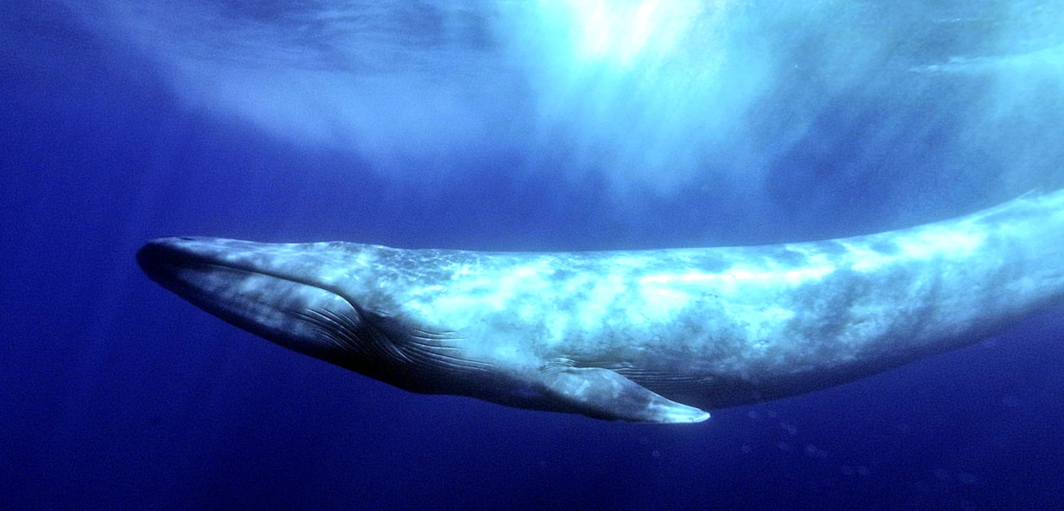 Северный синий кит Balaenoptera musculus musculus