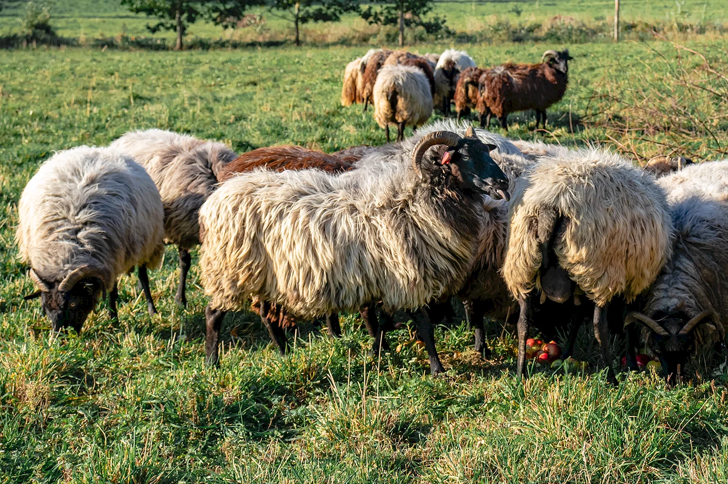 Северо Кавказская мясошерстная порода овец