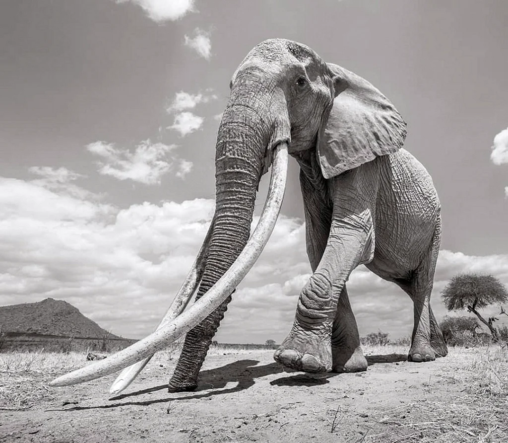 Североафриканский слон вымерший