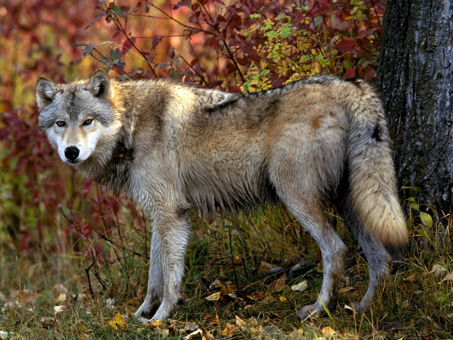 Североамериканский Лесной волк
