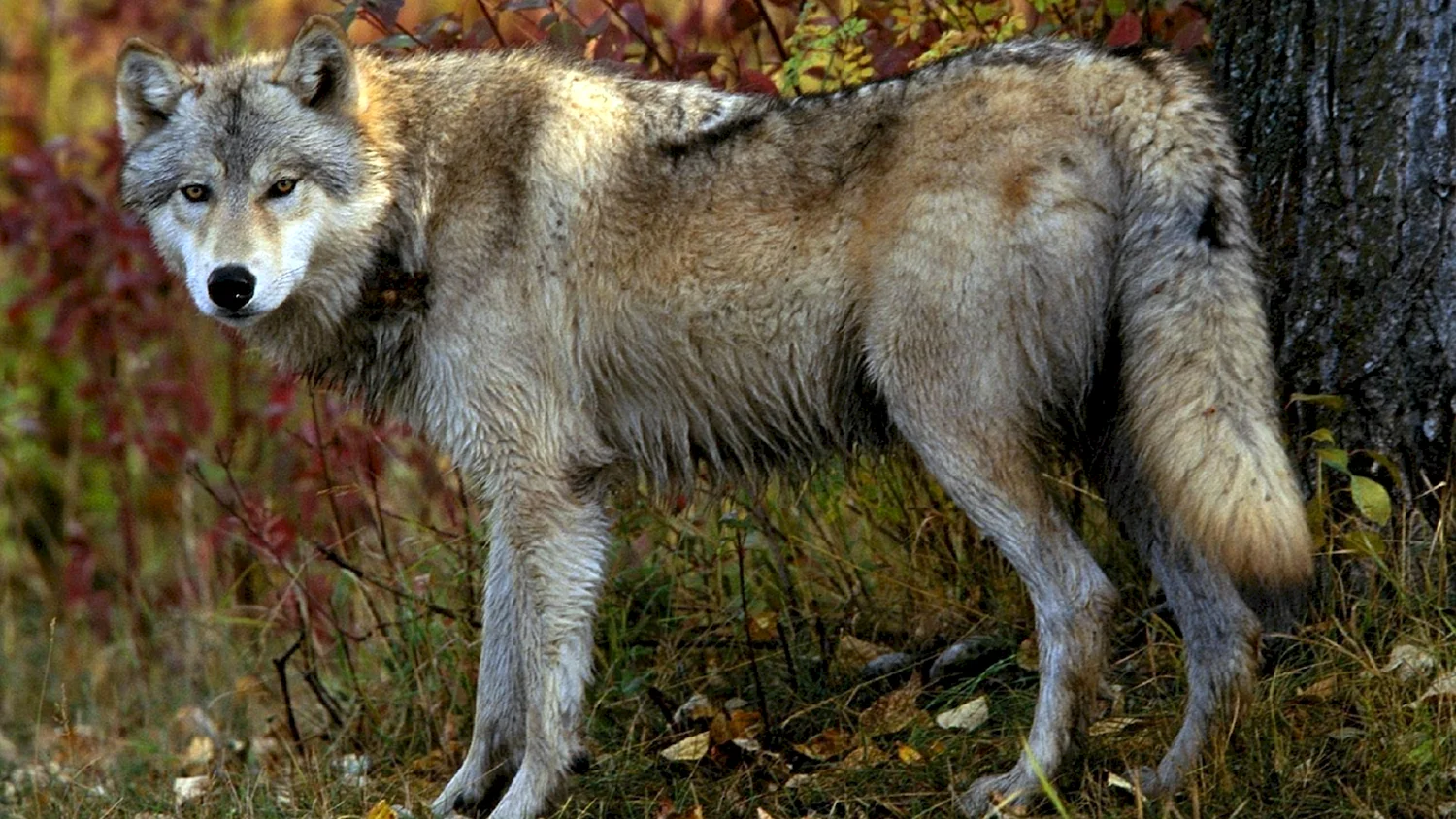 Североамериканский Лесной волк