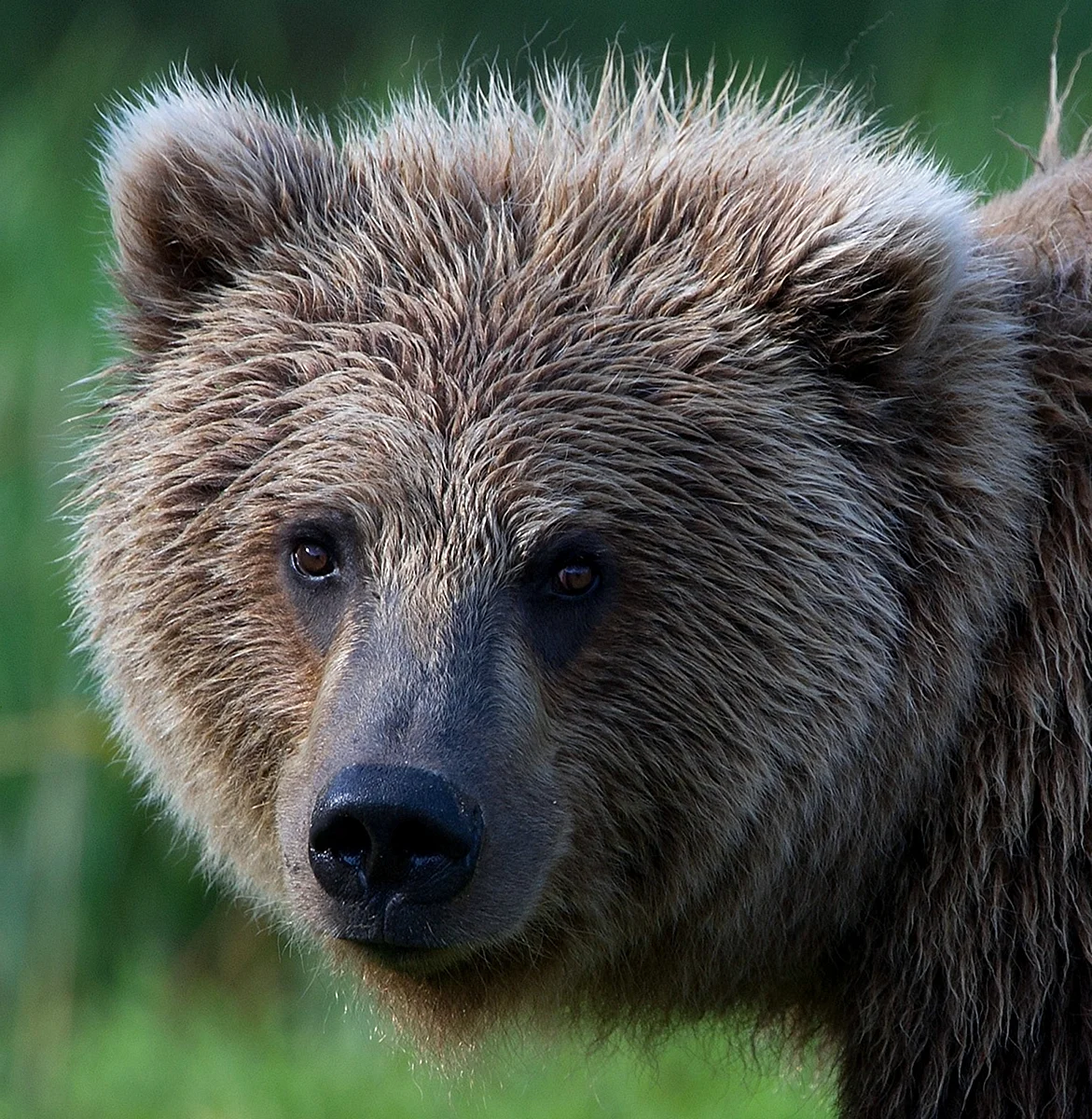 Североамериканский медведь Гризли