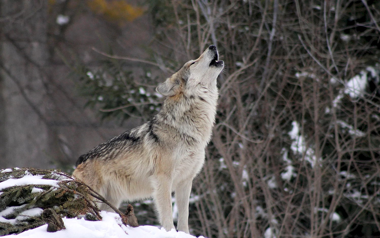 Североамериканский волк