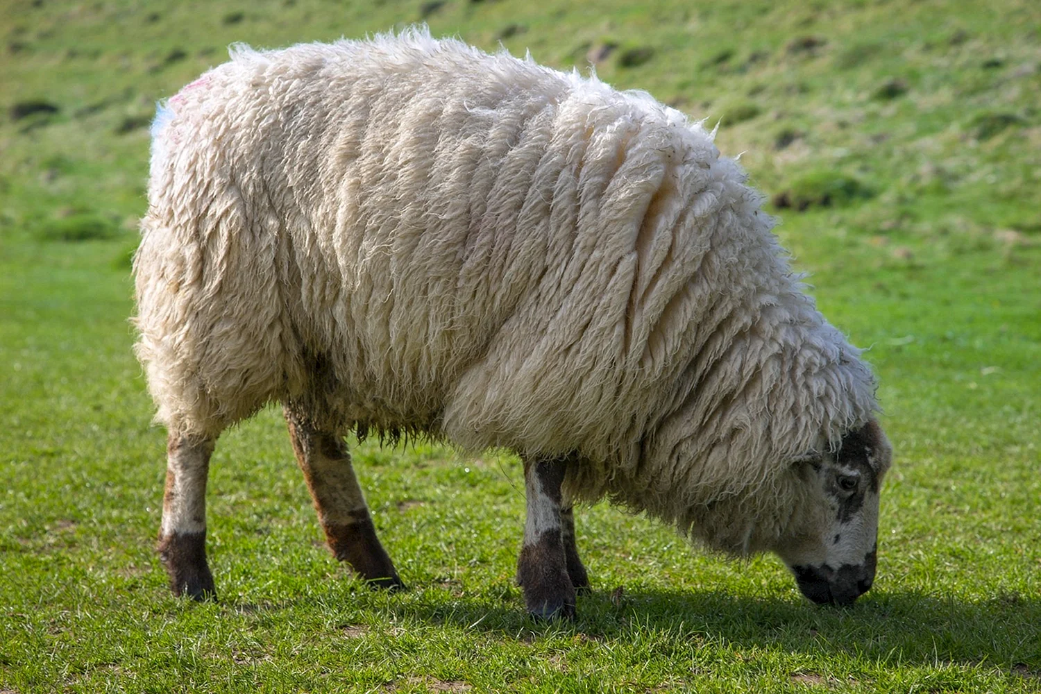 Северокавказская мясо-шерстная порода овец