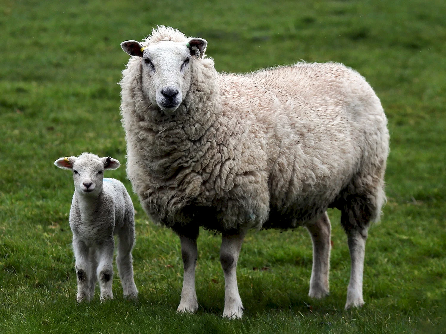 Северокавказская мясошёрстная порода овец