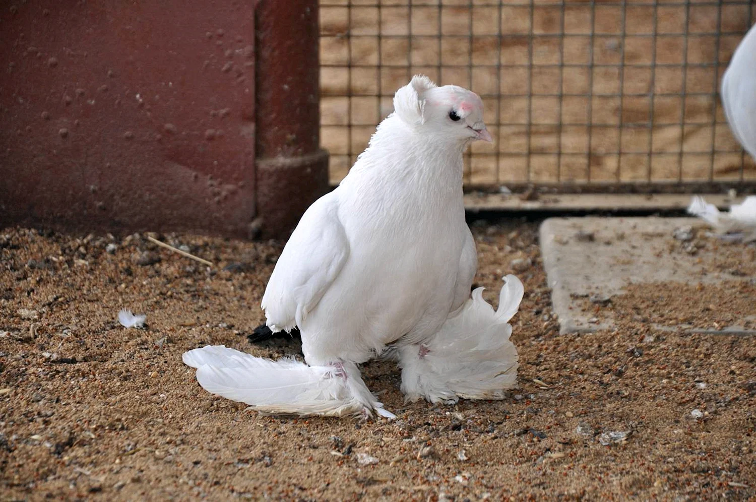 Северокавказские голуби двухчубые