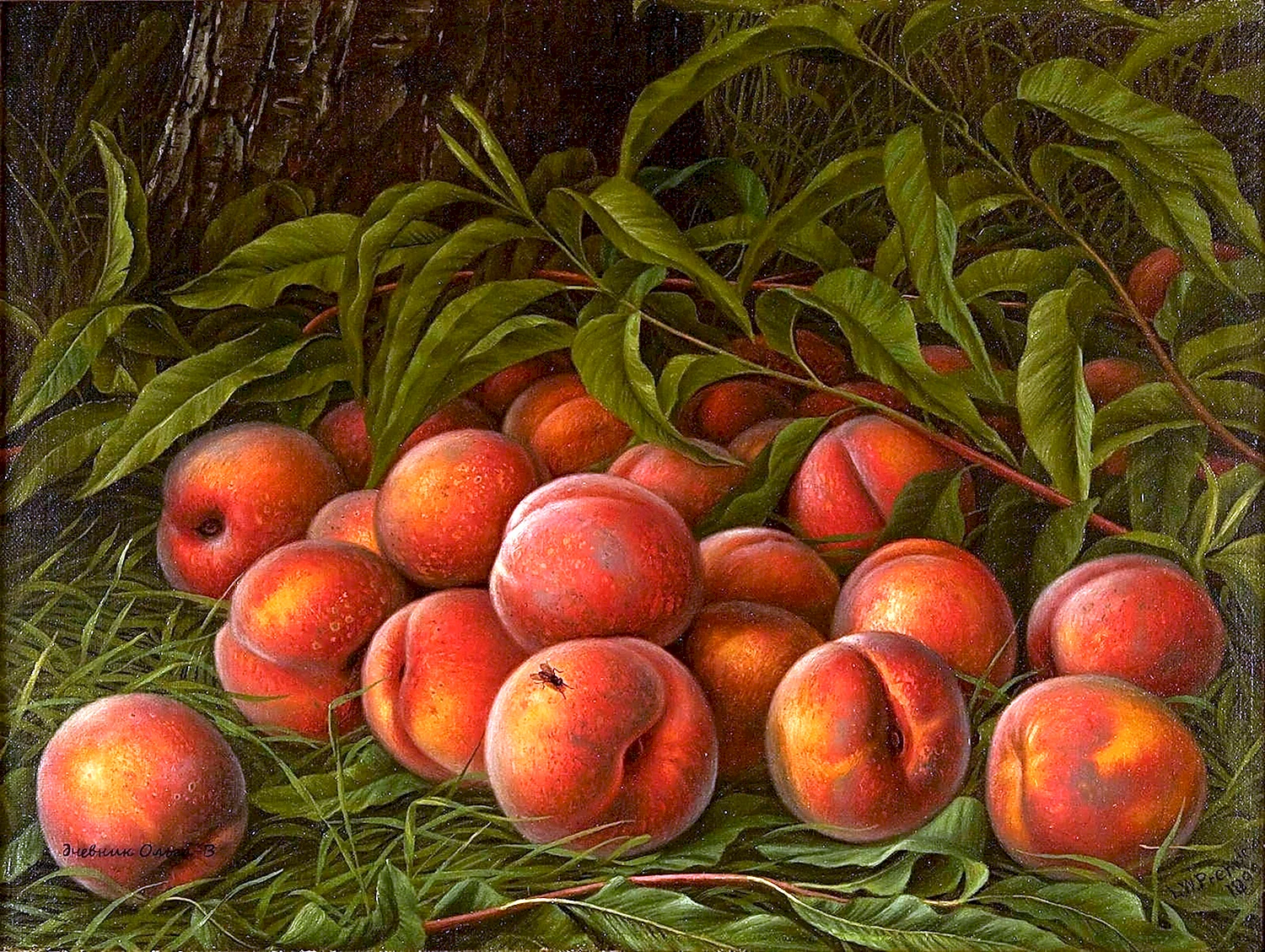 Сезанн абрикосы персики
