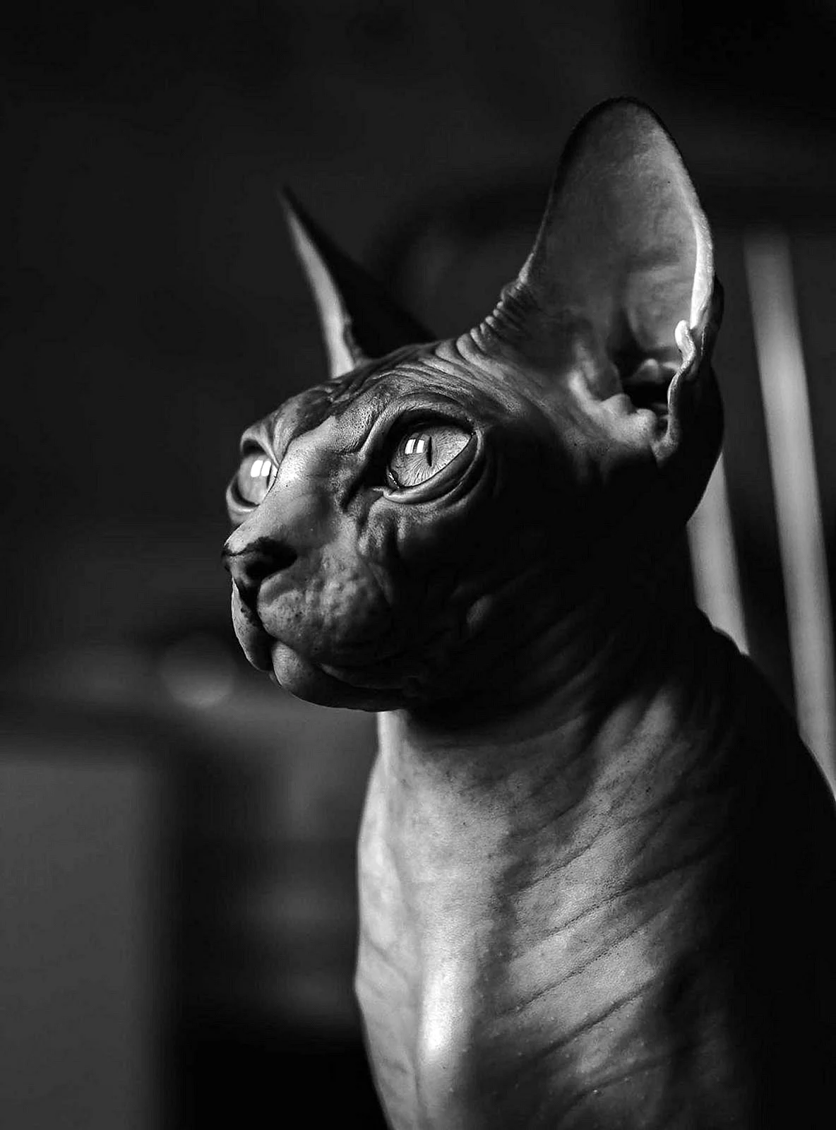 Сфинкс кошка темная