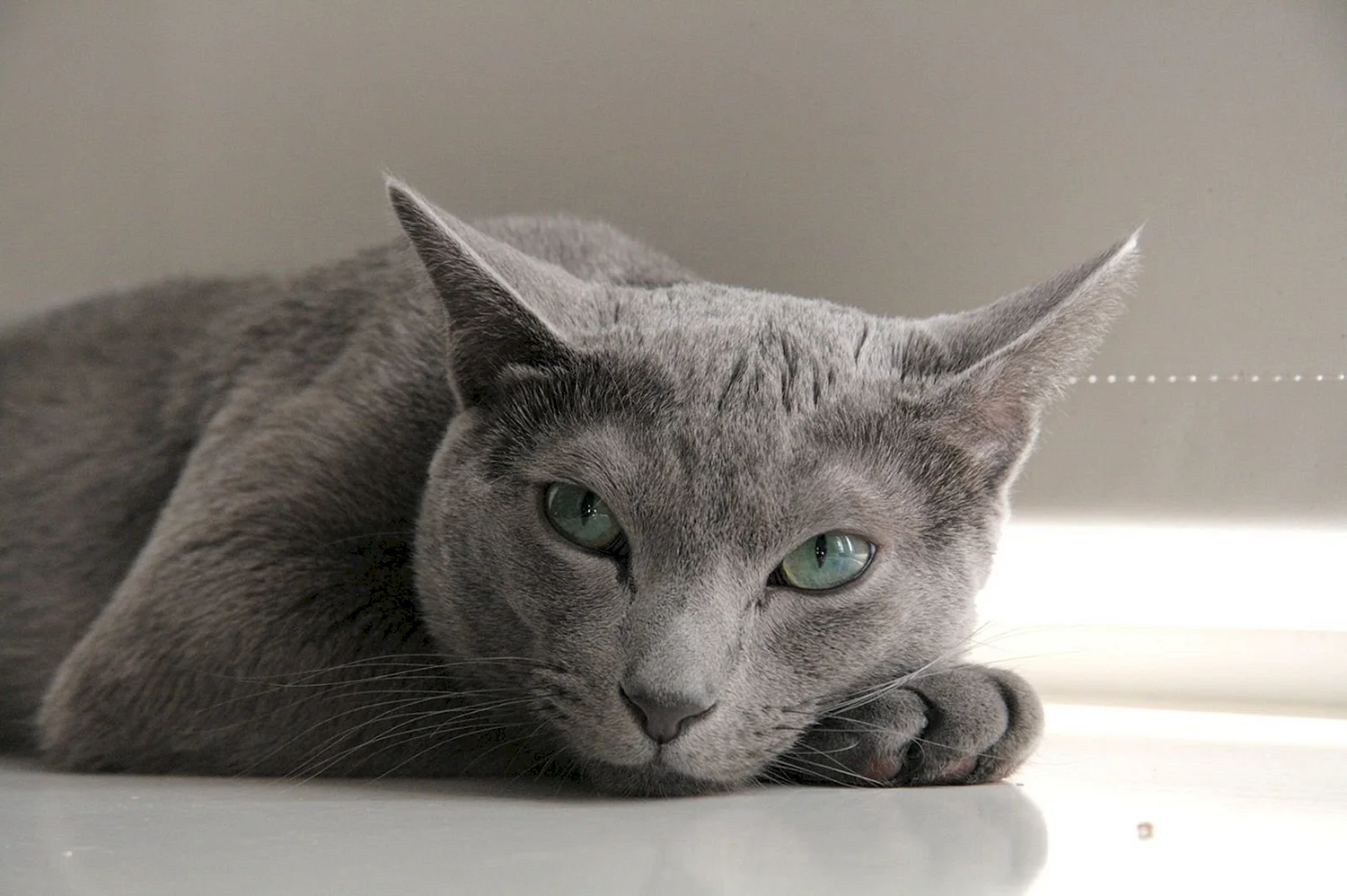 Сфинкс русская голубая кошка
