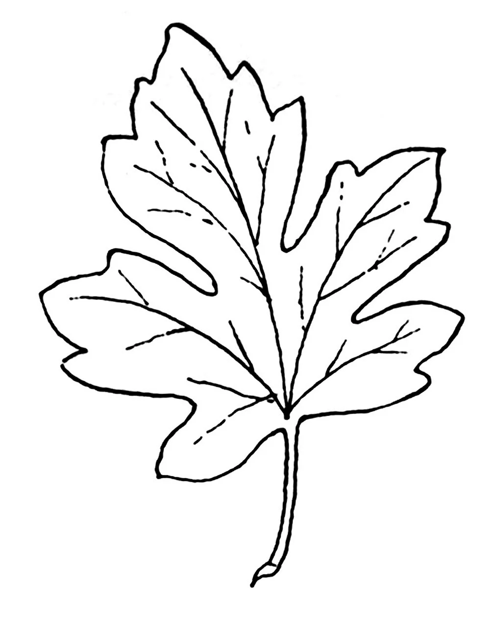 Шаблоны для рисования листья деревьев