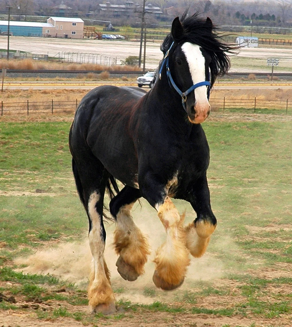 Шайр лошадь Самсон