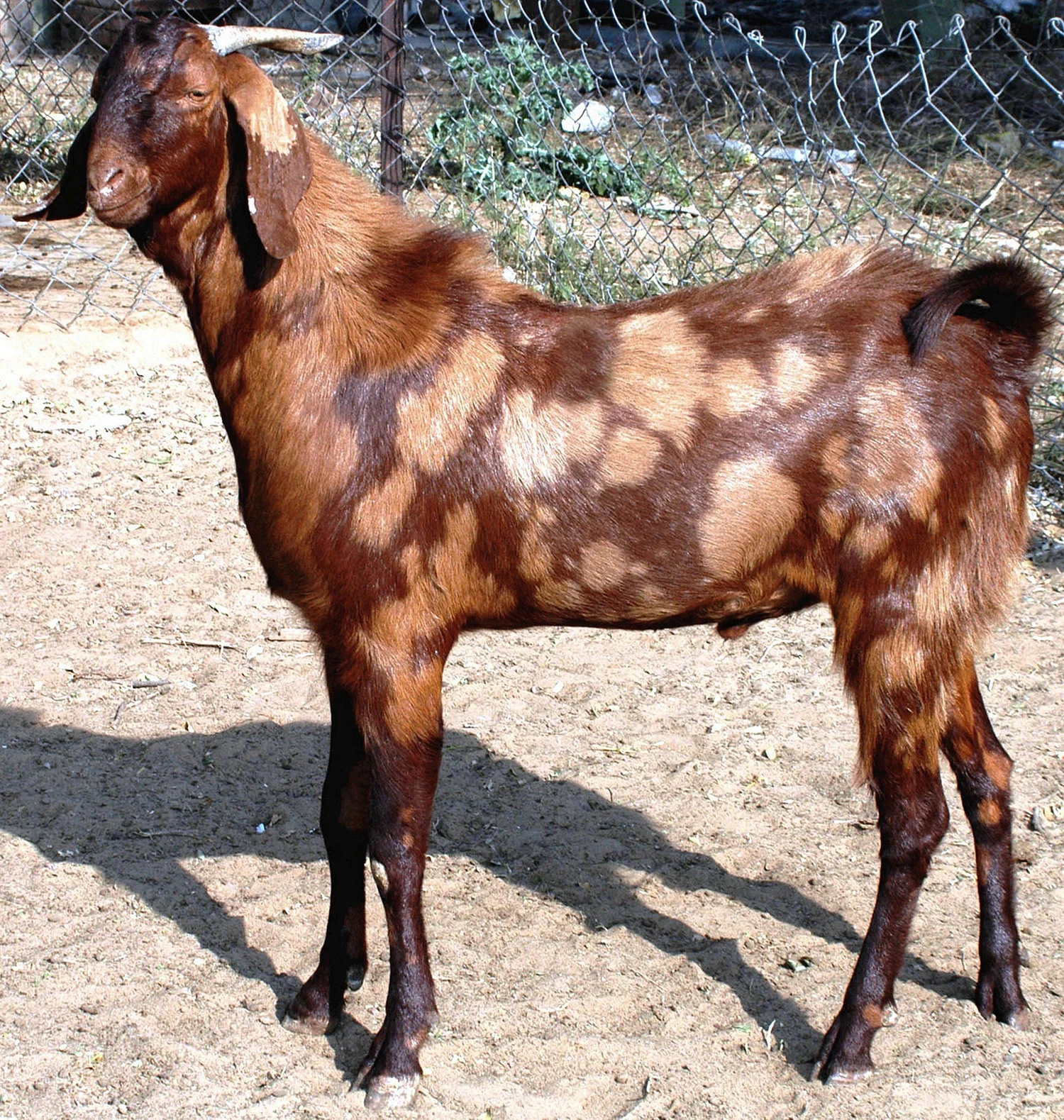 Шами Камори козы