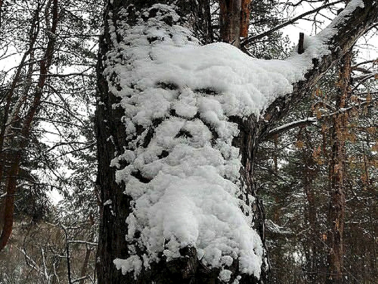 Шапки снега на деревьях