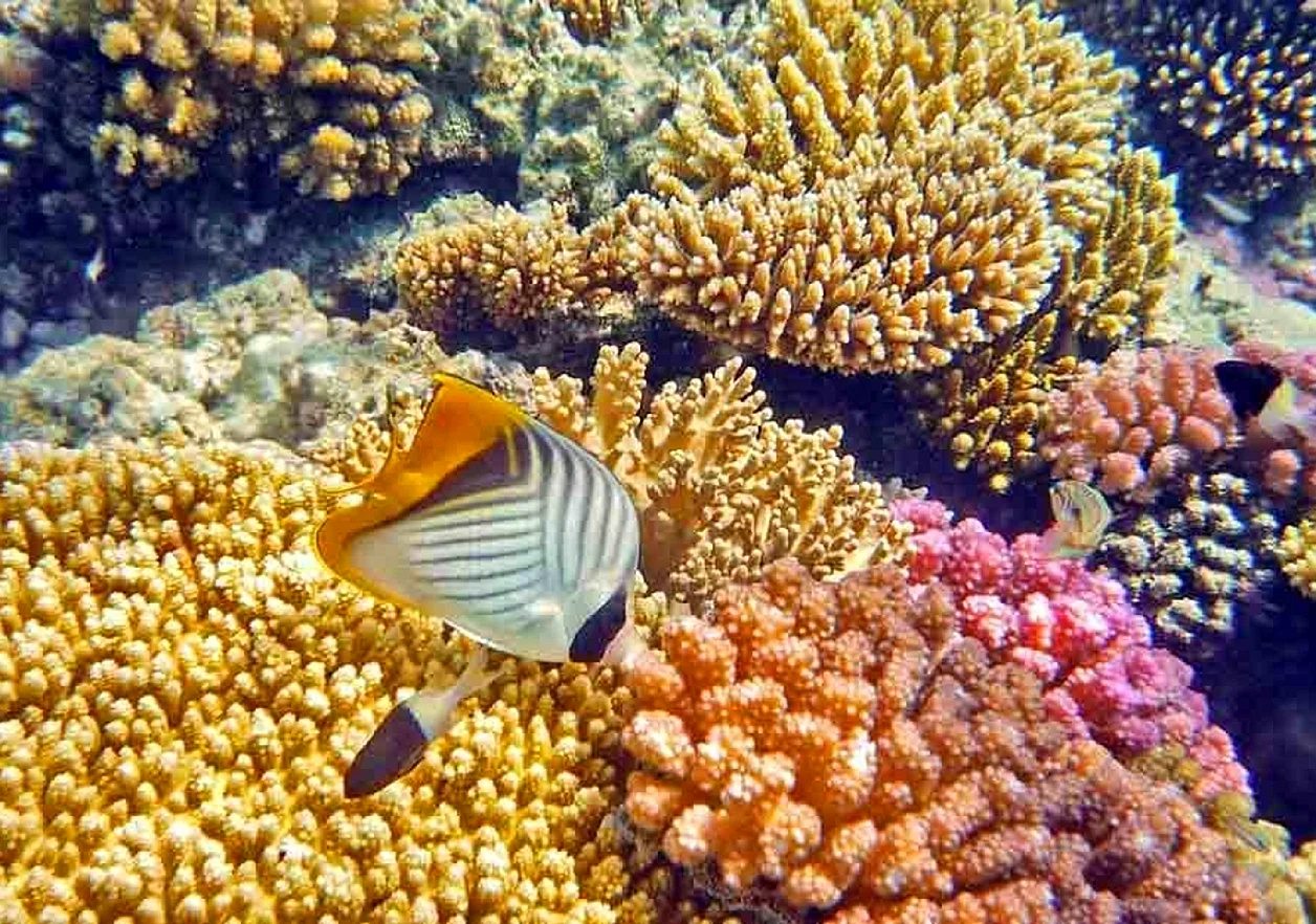 Шармель Шейх коралловыми рифами