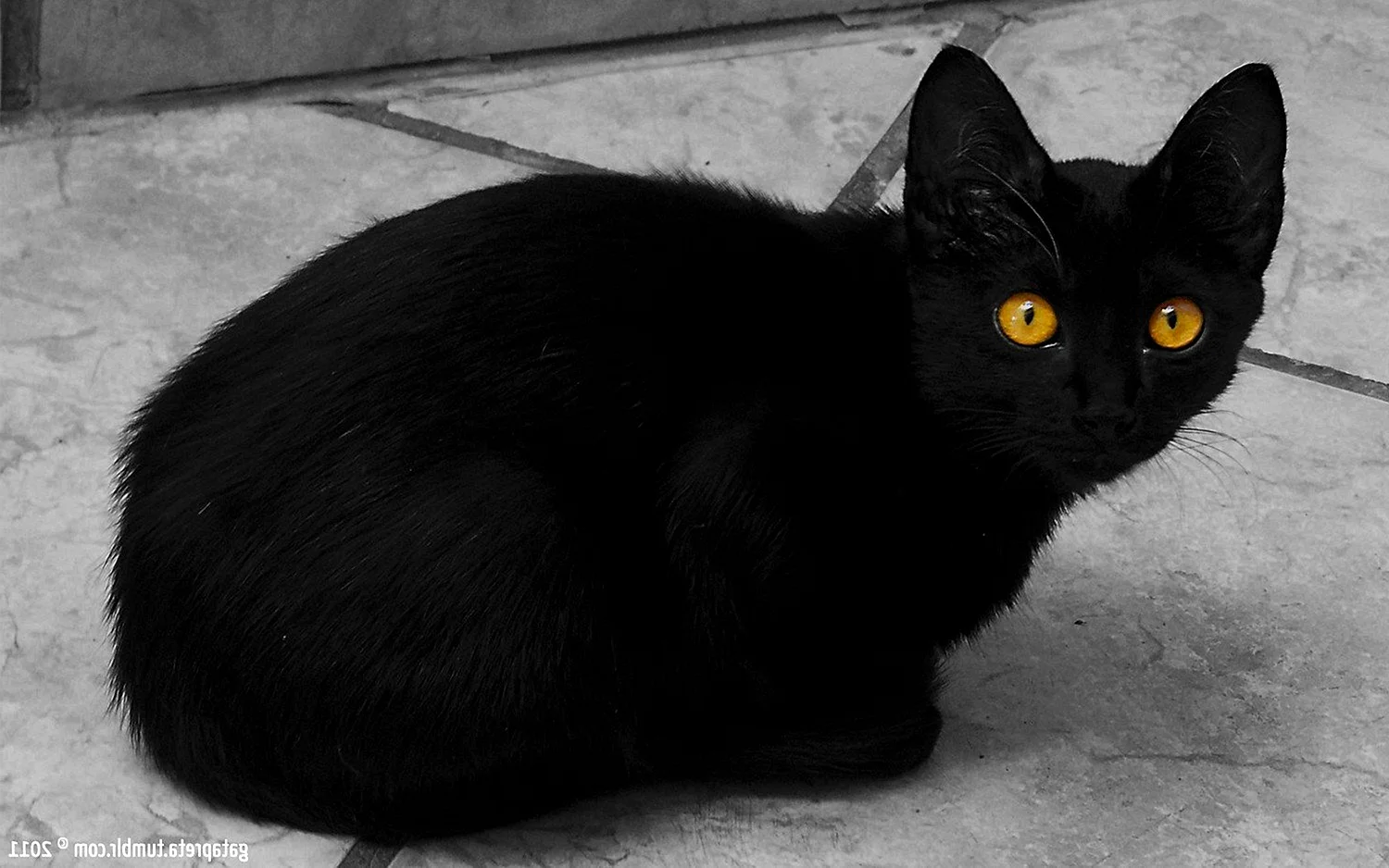 Шартрез кот черный