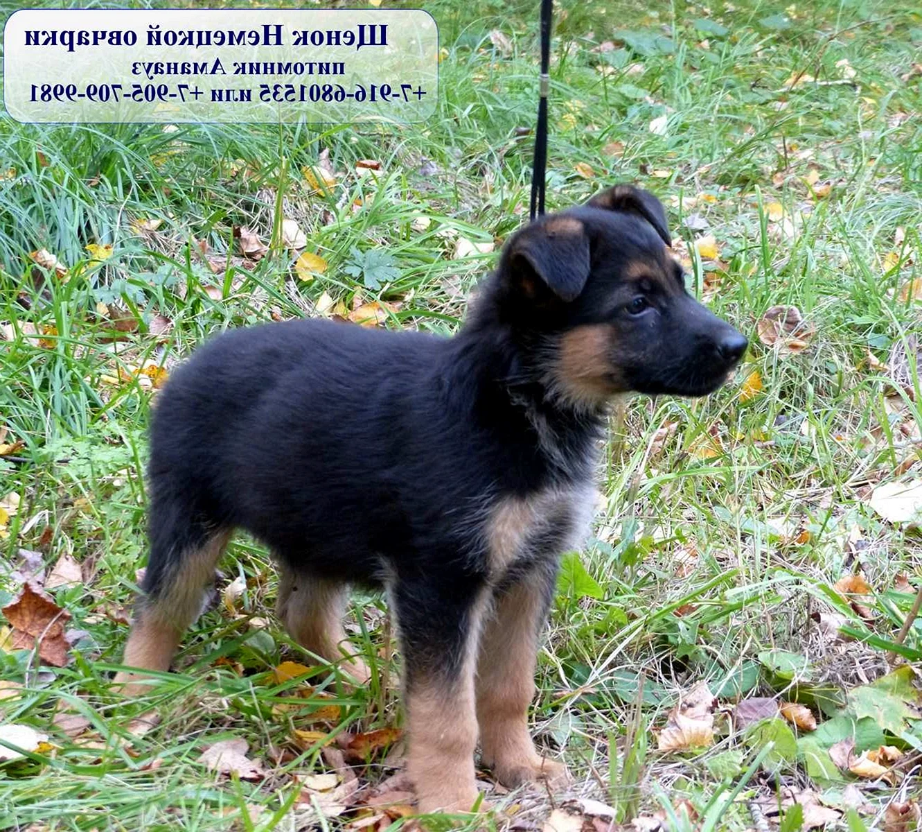 Щенки Восточно европейской овчарки питомник Аманауз