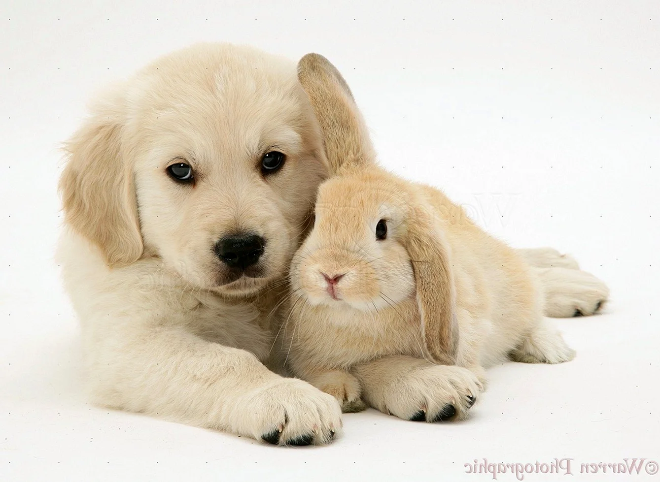 Щенок и кролик