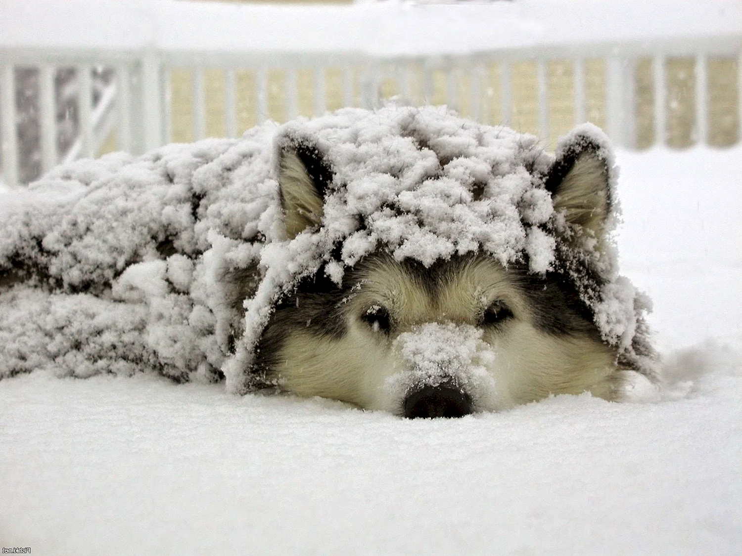 Щенок в снегу
