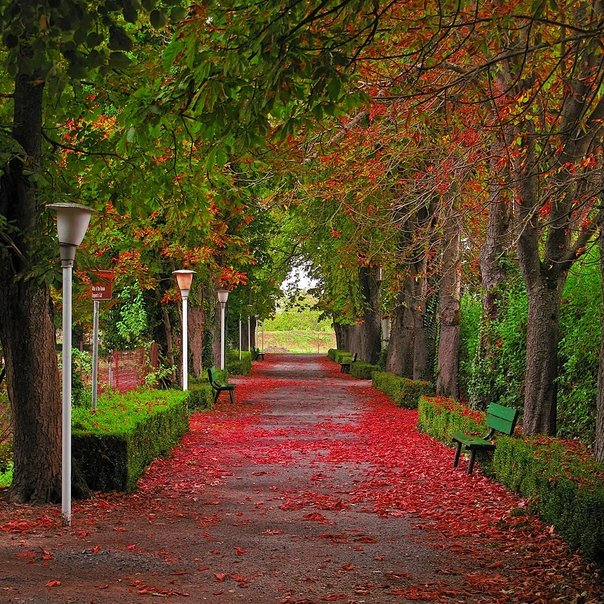 Шенбрунн парк осенью