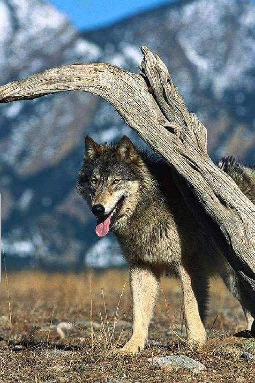 Шерстистый волк