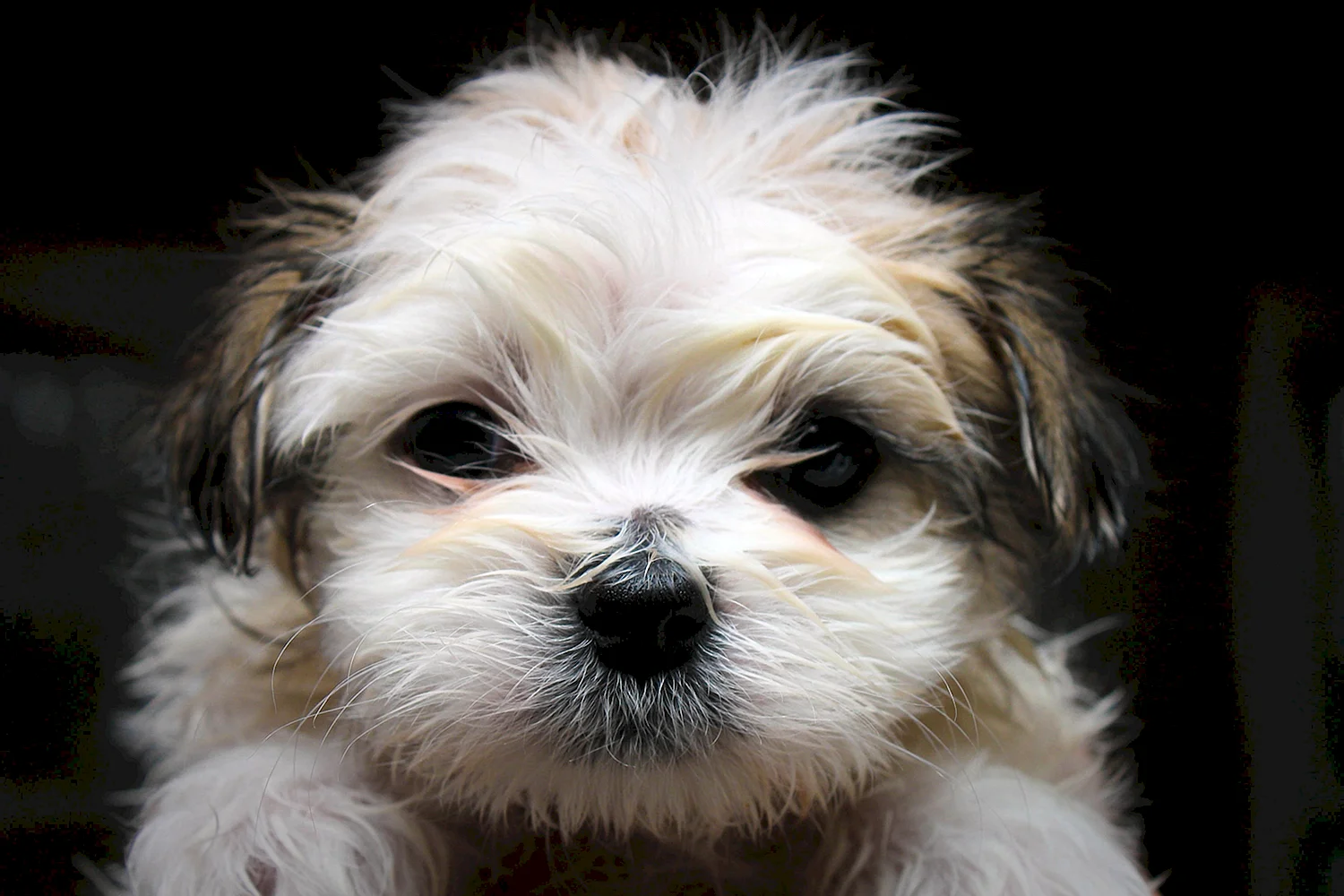 Shih Tzu Dog