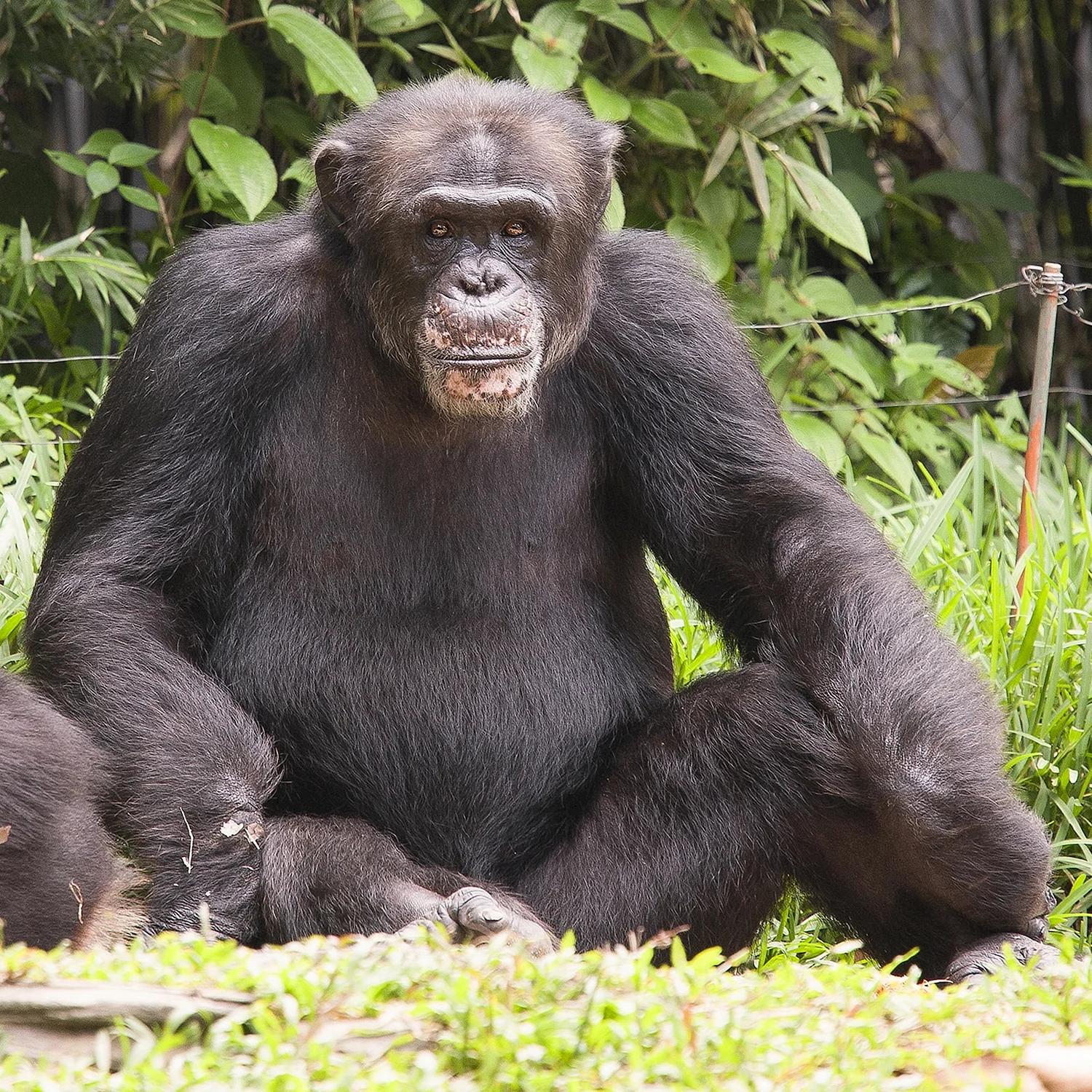 Шимпанзе большой