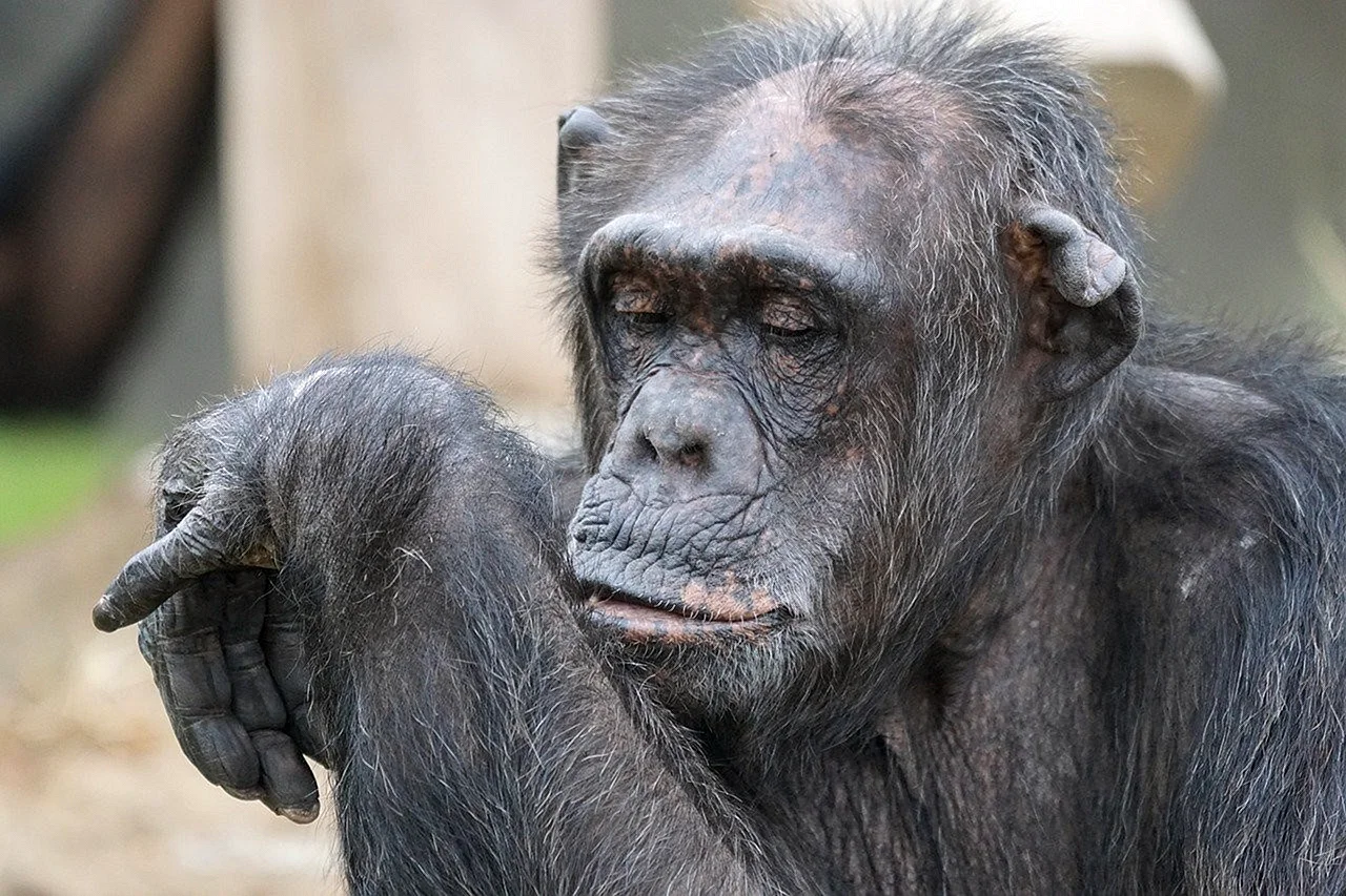 Шимпанзе Чолмондели