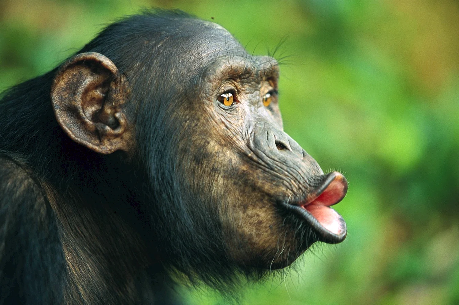 Шимпанзе губы