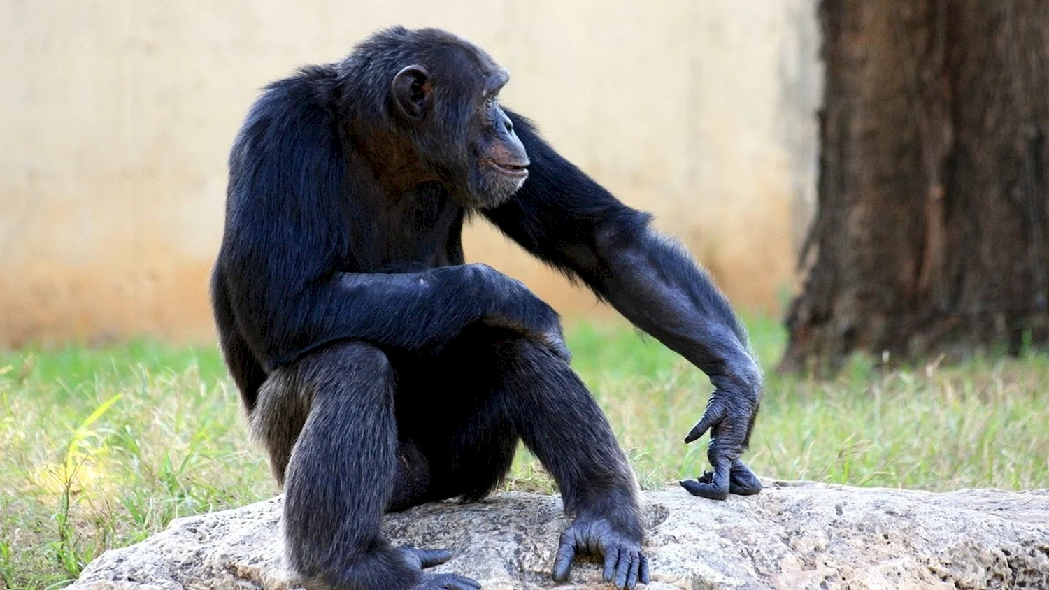 Шимпанзе Лана
