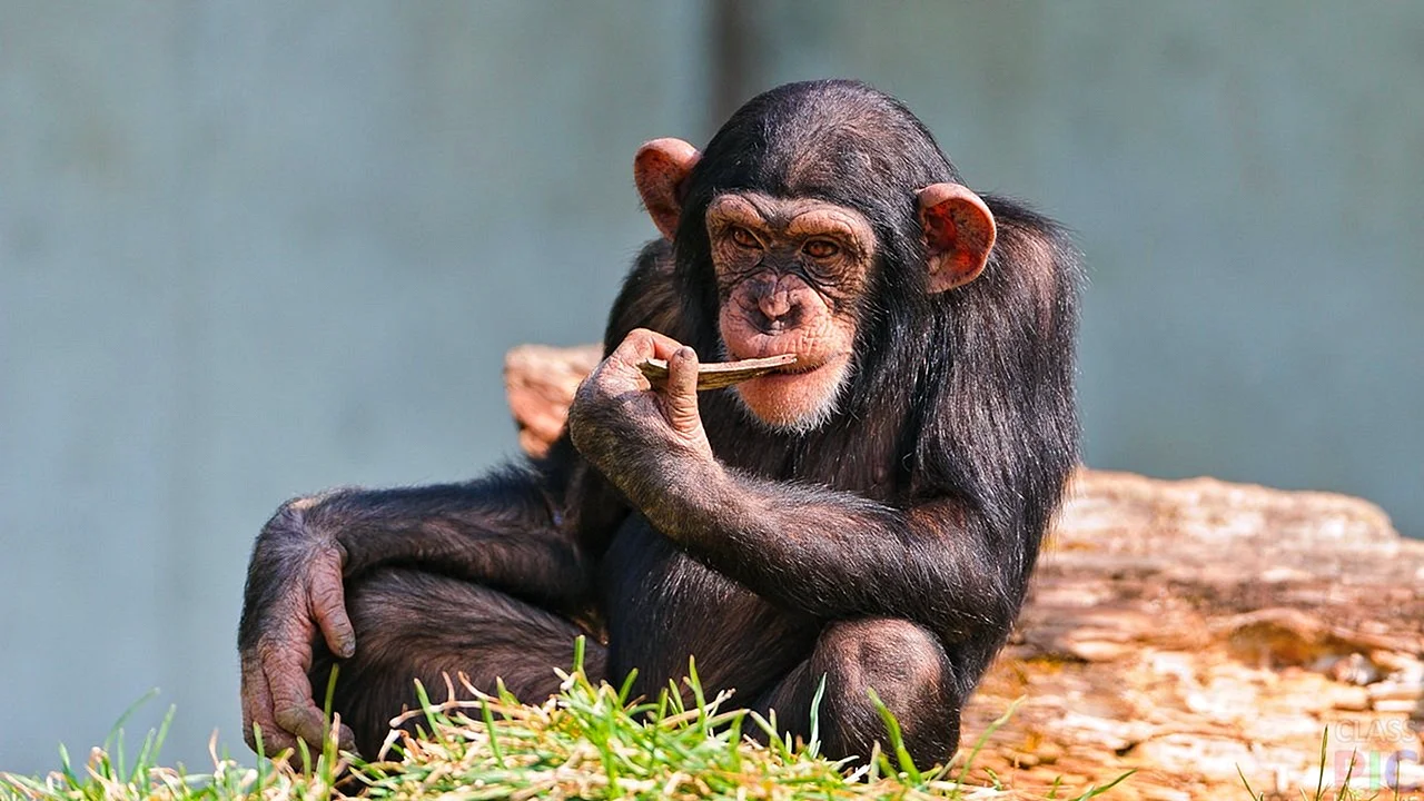 Шимпанзе Малютка