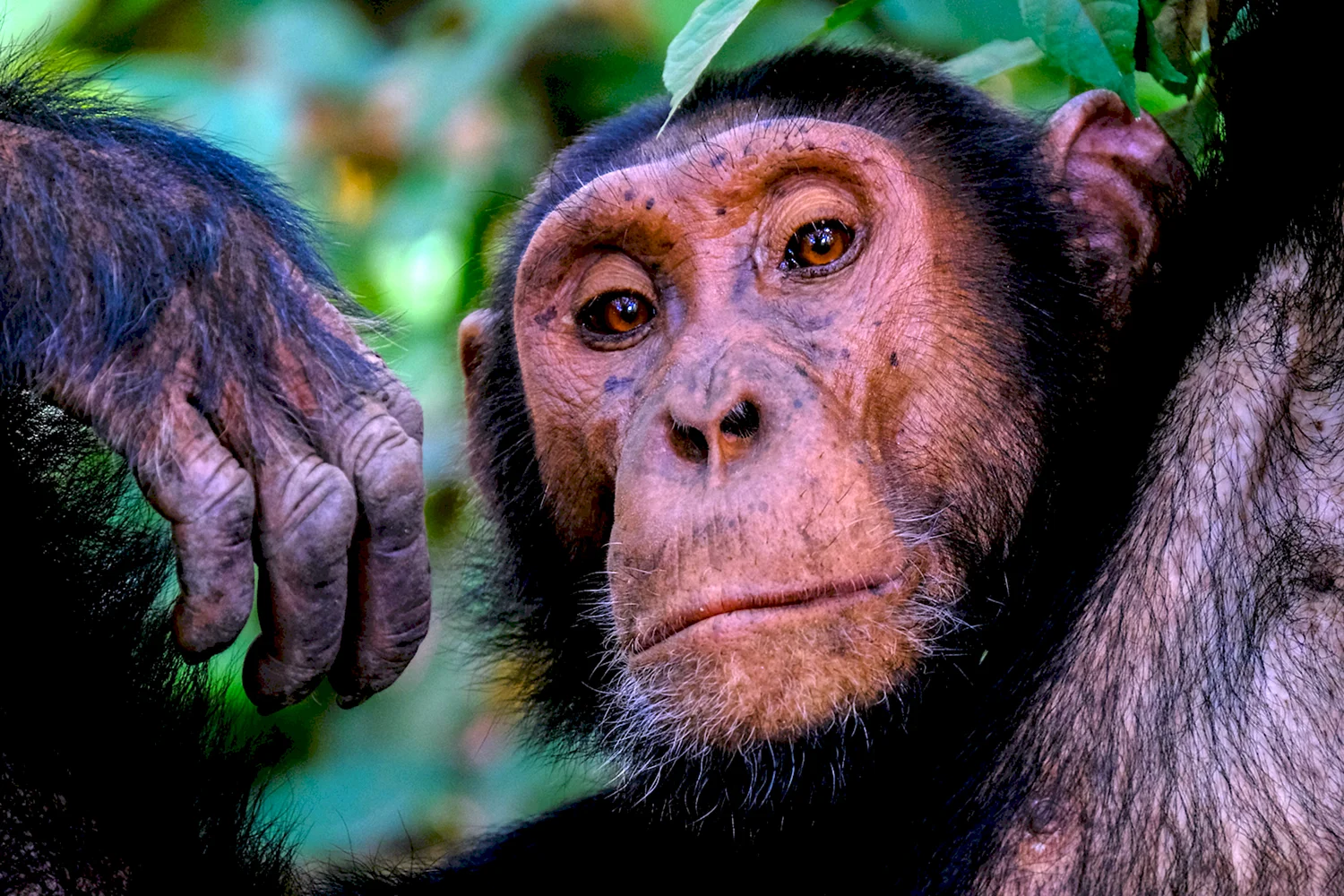 Шимпанзе Нгого